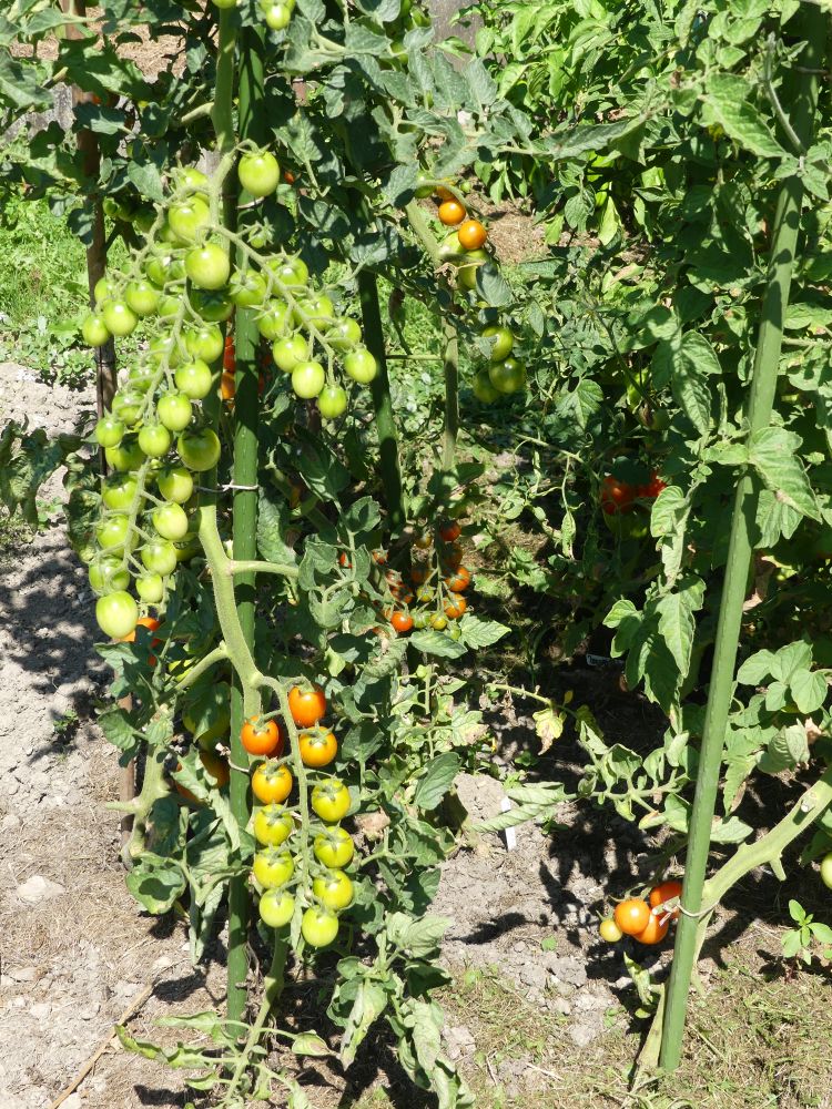 Garten 2023