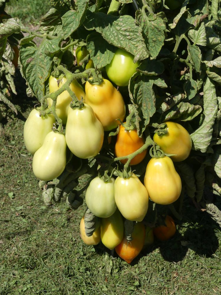 Garten 2023