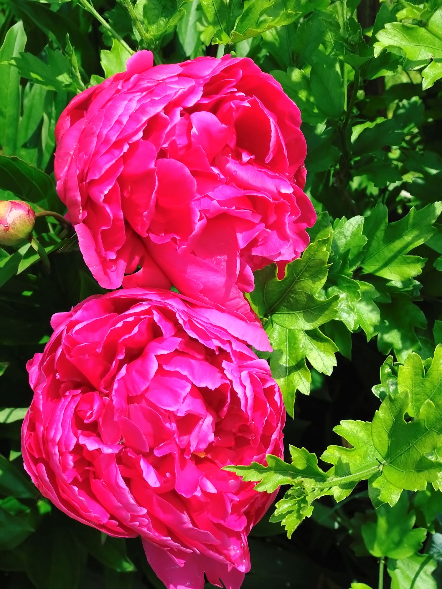 Garten_2024